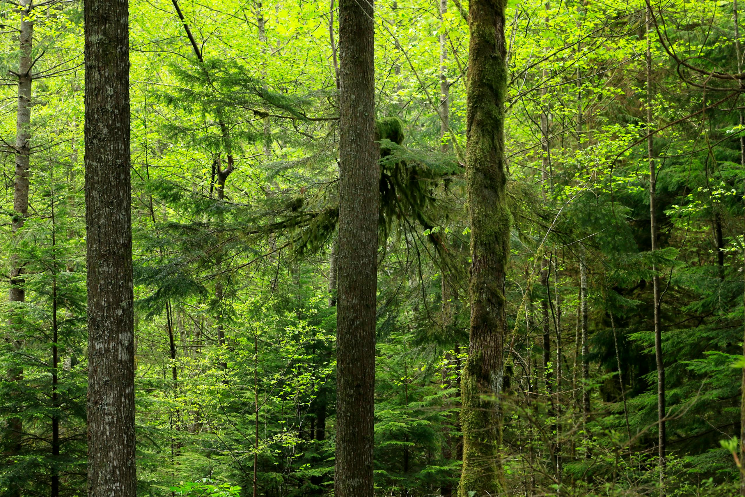 ЩЕПКИНСКИЙ ЛЕС